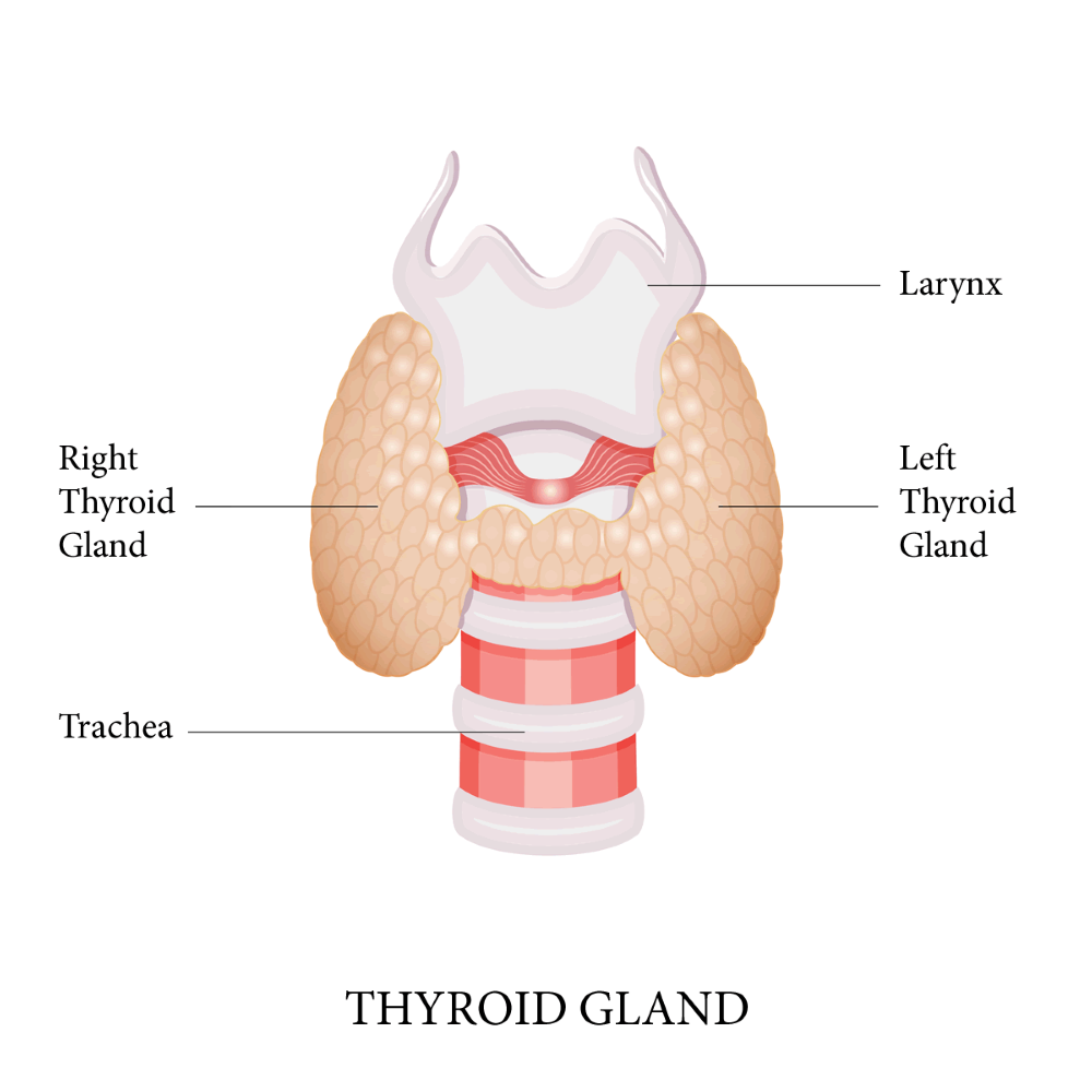 Thyroid Surgery Dr Jamie Ryan