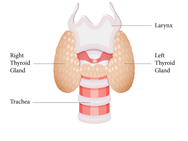 Thyroid Surgery